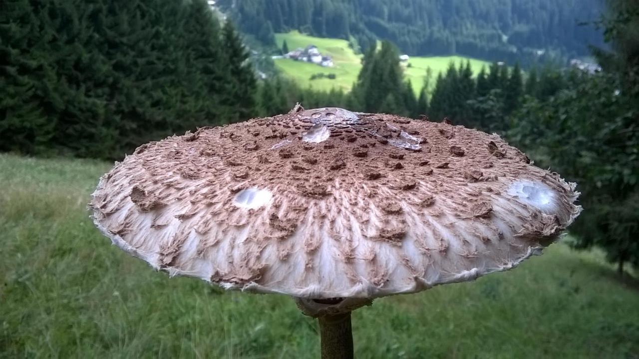 B&B Il Tulipano San Pietro di Cadore Luaran gambar